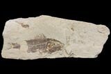 Bargain, Cretaceous Fossil Fish (Pateroperca) - Lebanon #147215-1